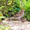 Little Bunting